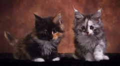 Kolik je kotě chovu maine coon